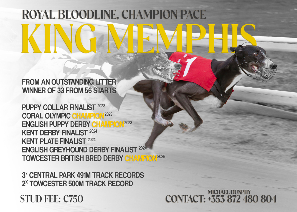 King Memphis - Royal bloodline, champion pace